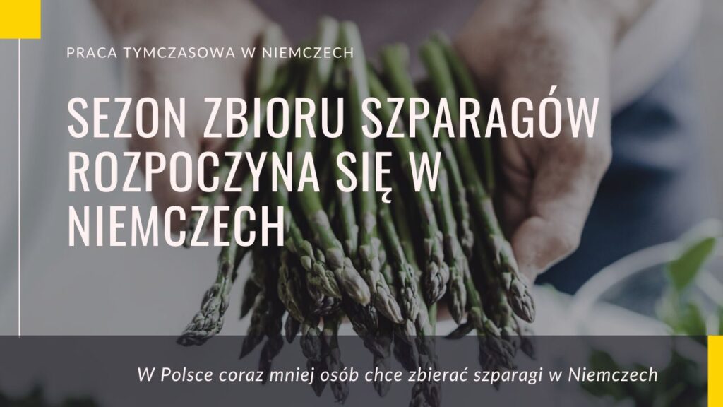 zbieranie szparagów w Niemczec